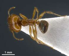 Plancia ëd <i>Pheidole balcanica</i>