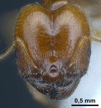 Image of <i>Pheidole balcanica</i>