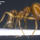 Image of <i>Pheidole balcanica</i>