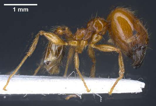 Image of <i>Pheidole balcanica</i>