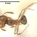 Image of Pheidole jordanica Saulcy 1874