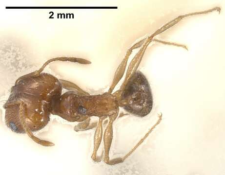Слика од Pheidole jordanica Saulcy 1874