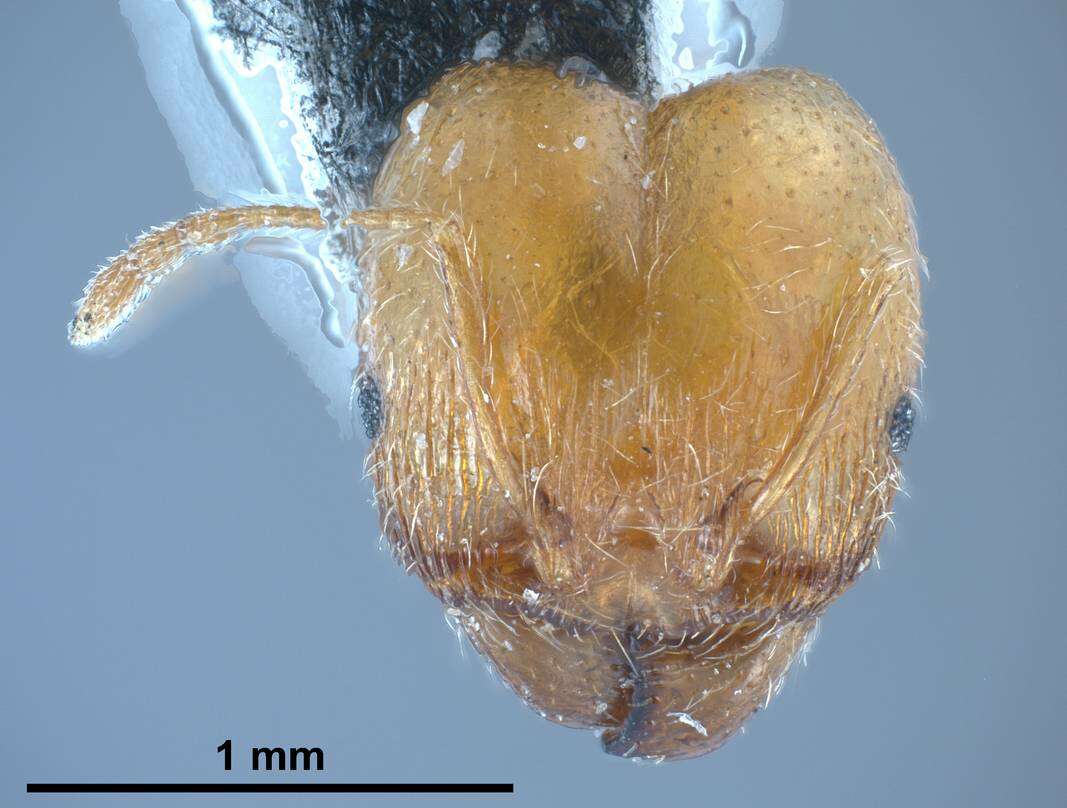 Image of Pheidole pallidula (Nylander 1849)