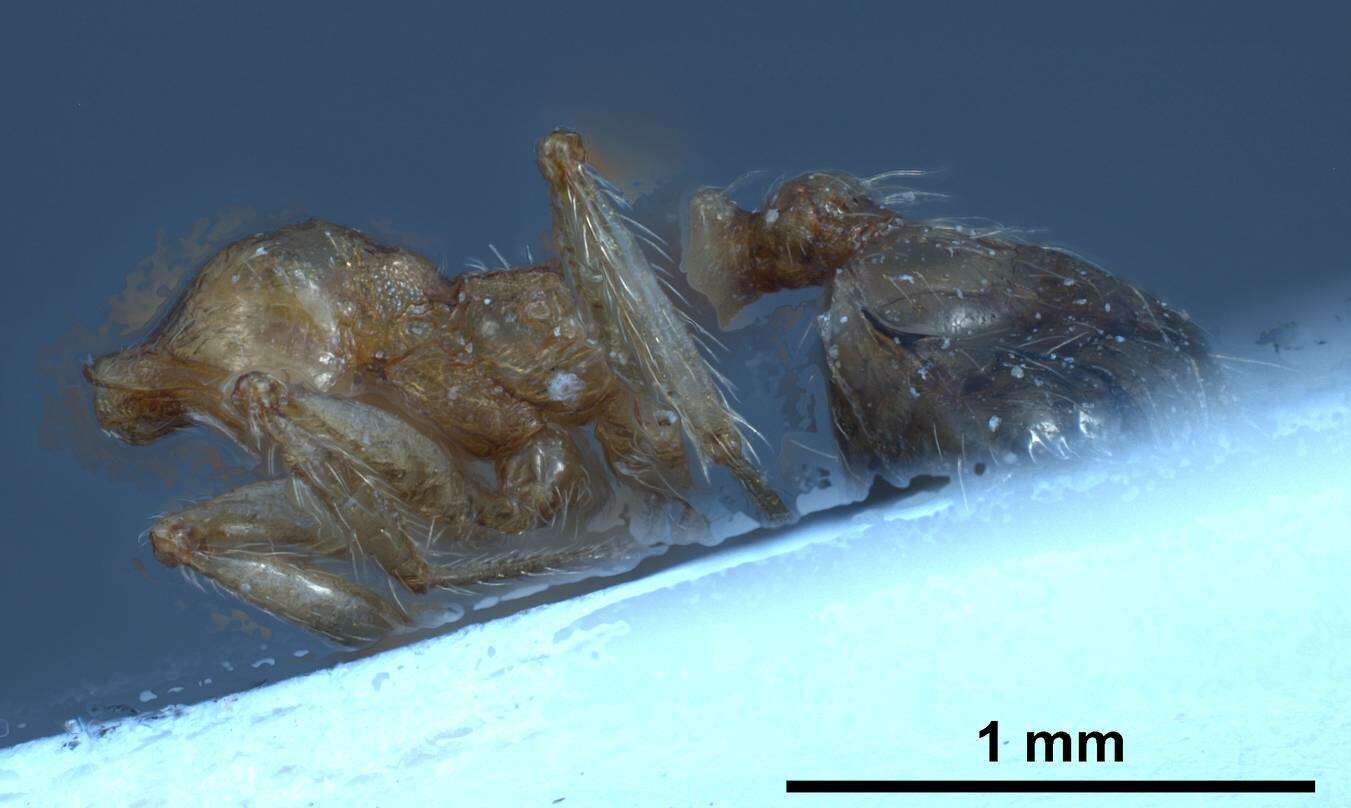 Image of Pheidole pallidula (Nylander 1849)