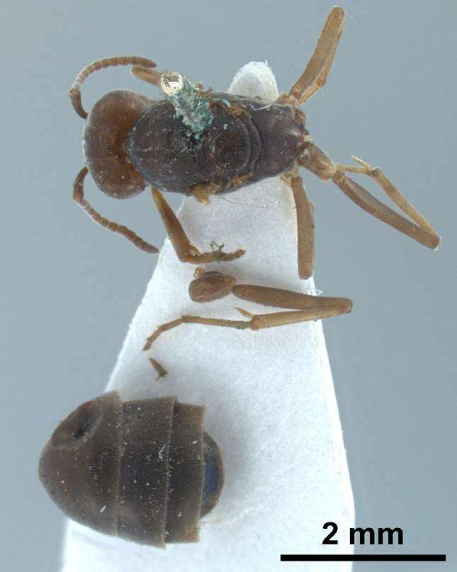 Image of Tapinoma nigerrimum