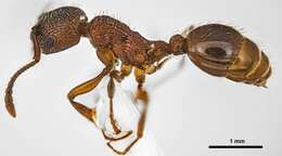 Слика од Myrmica incompleta Provancher 1881