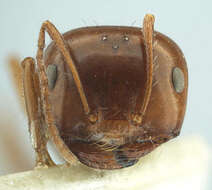 Image of Melophorus turneri Forel 1910