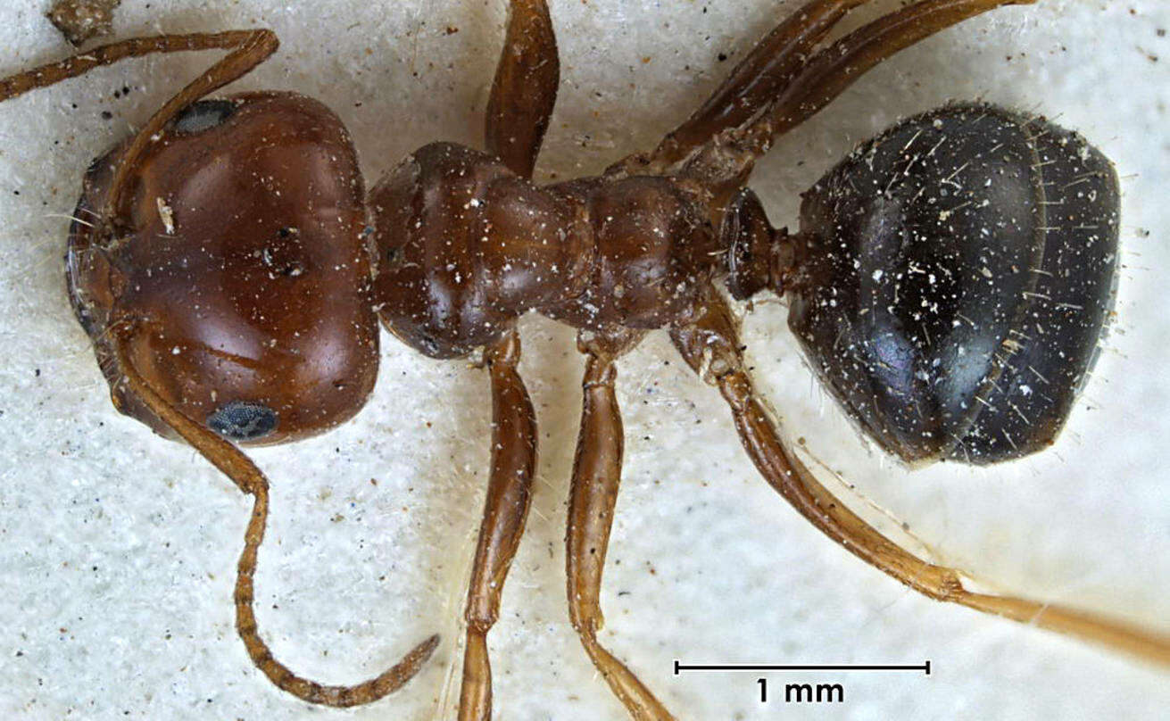 Plancia ëd Melophorus turneri Forel 1910