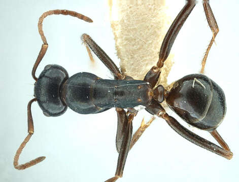 Image of Melophorus