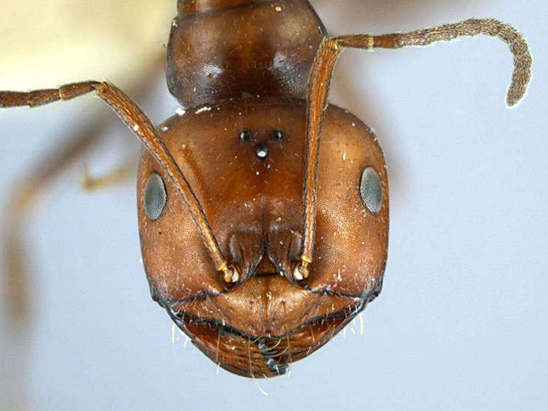 Image of Melophorus