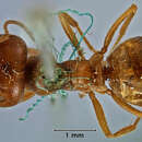 Image of <i>Melophorus major</i>