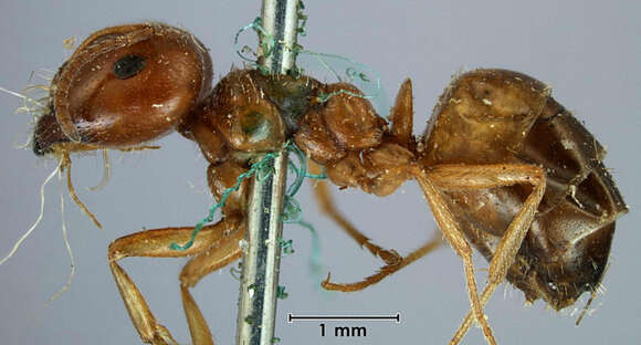 Image of <i>Melophorus major</i>