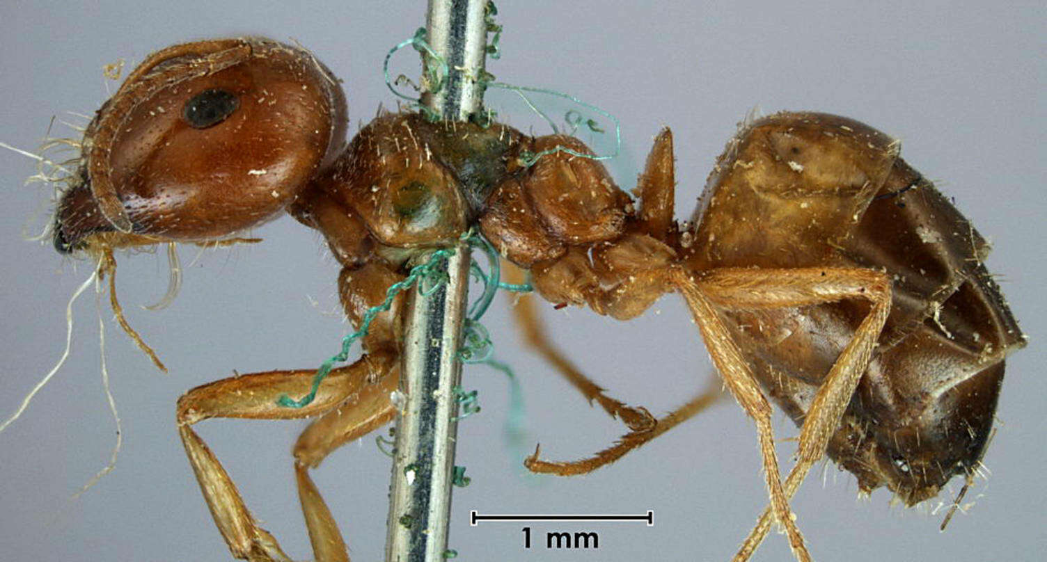 Image of <i>Melophorus major</i>