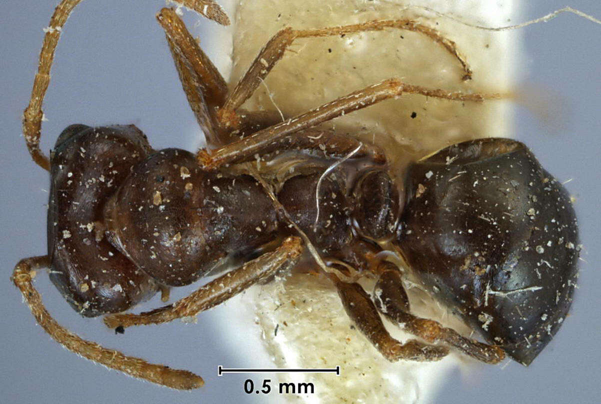 Image of <i>Melophorus major</i>