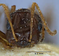 Image of <i>Melophorus major</i>