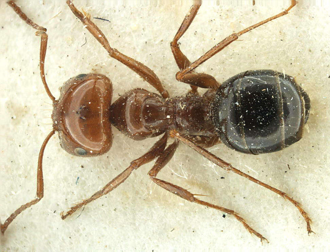 Image of Melophorus turneri Forel 1910