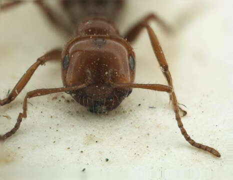 Image of Melophorus turneri Forel 1910