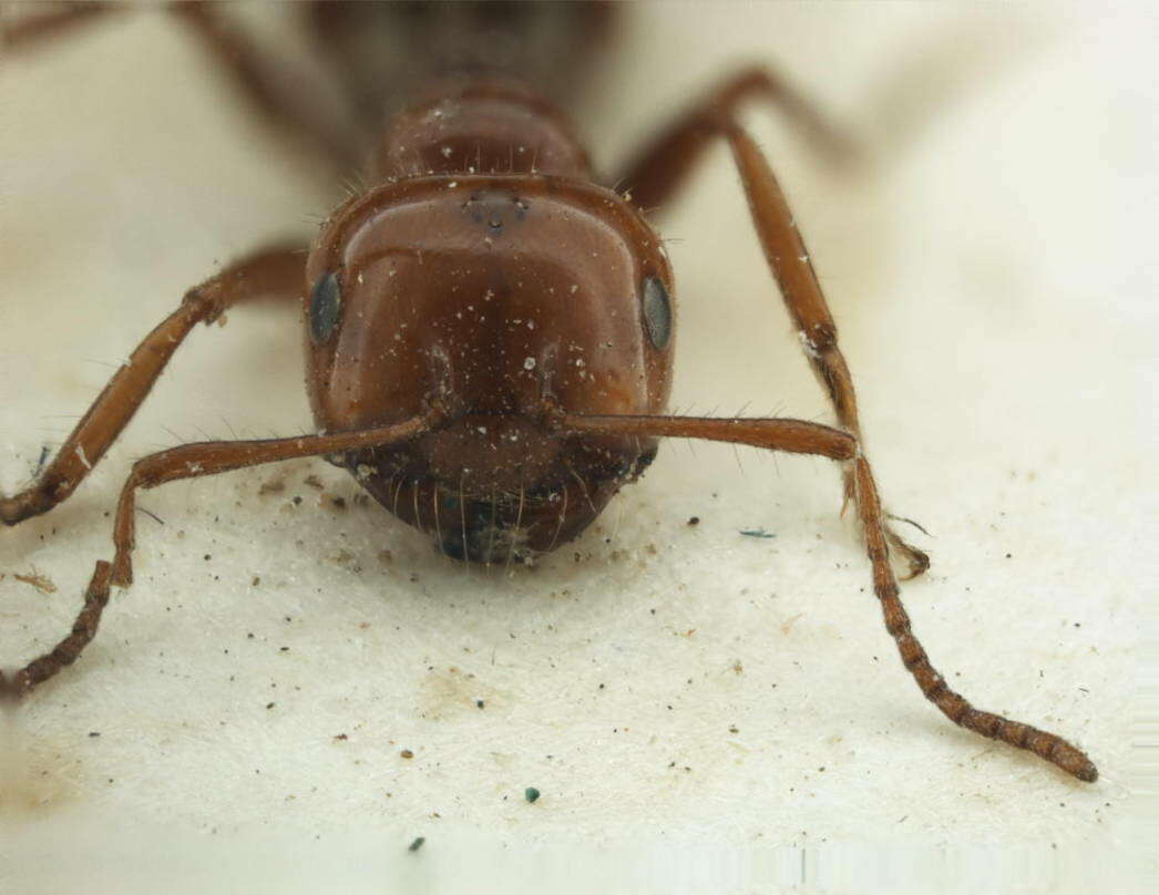 Image of Melophorus turneri Forel 1910