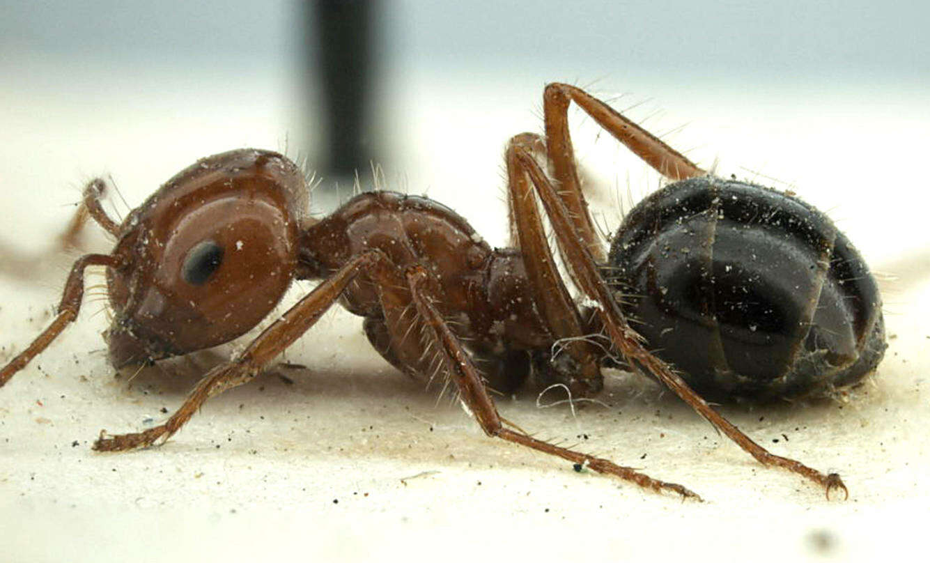 Plancia ëd Melophorus turneri Forel 1910