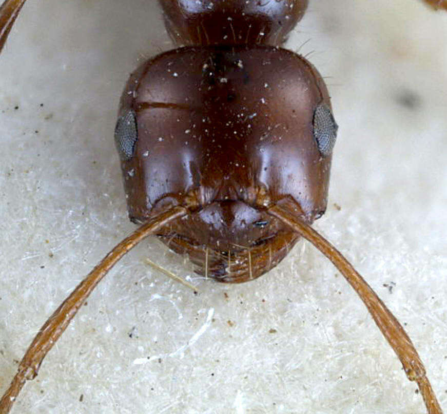 Plancia ëd Melophorus turneri Forel 1910