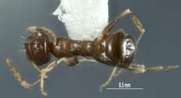 Image of <i>Melophorus pusillus</i>