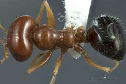 Imagem de <i>Melophorus longipes</i>