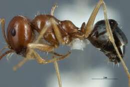 Imagem de <i>Melophorus longipes</i>