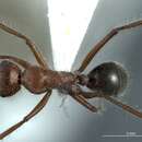 Image of Camponotus leae Wheeler 1915