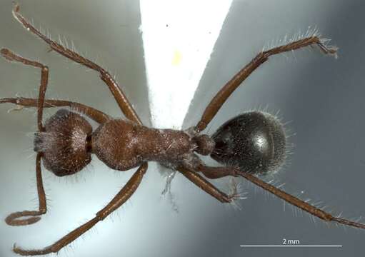 Plancia ëd Camponotus leae Wheeler 1915