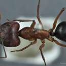 Image of Camponotus rufus Crawley 1925