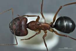 Image of Camponotus rufus Crawley 1925