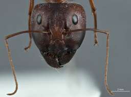 Image of Camponotus rufus Crawley 1925