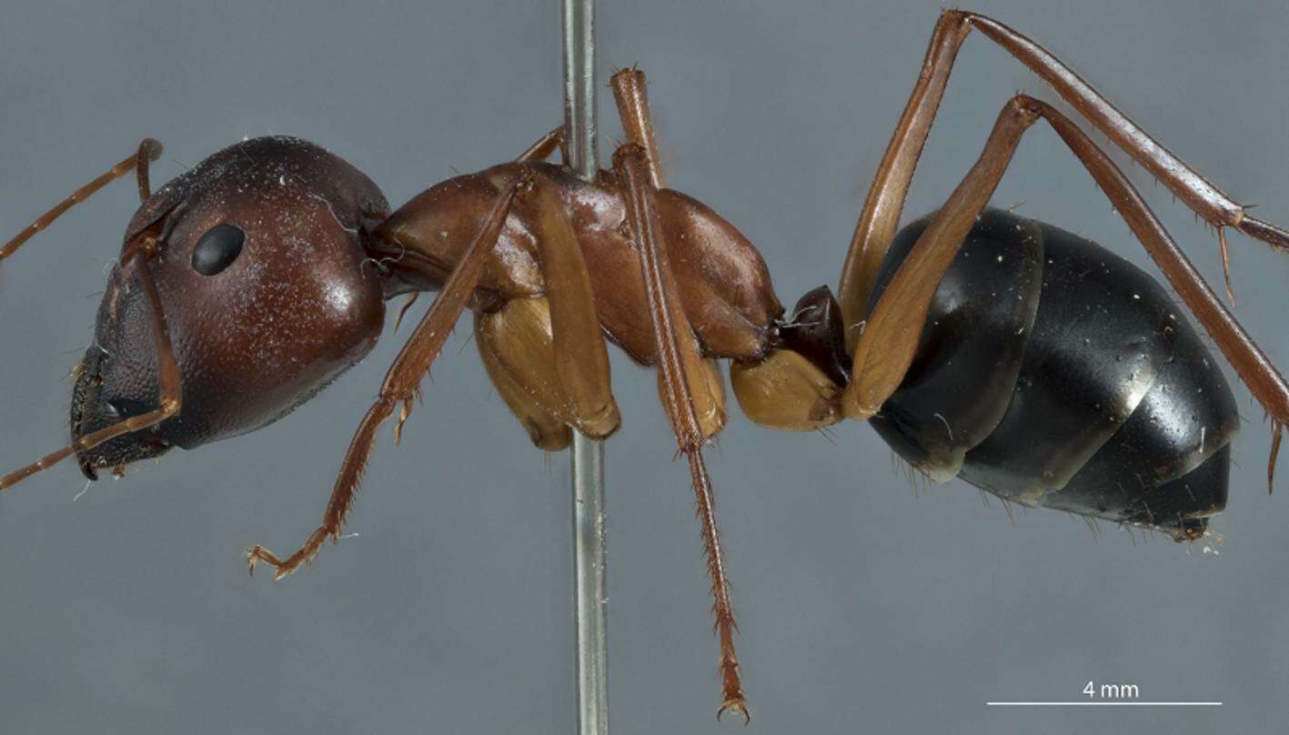 Image of Camponotus rufus Crawley 1925