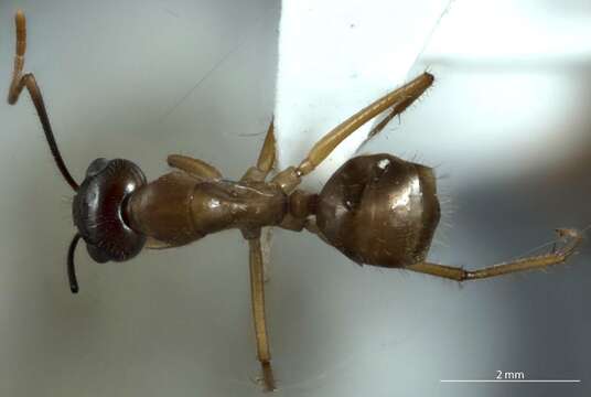 Plancia ëd Camponotus terebrans (Lowne 1865)