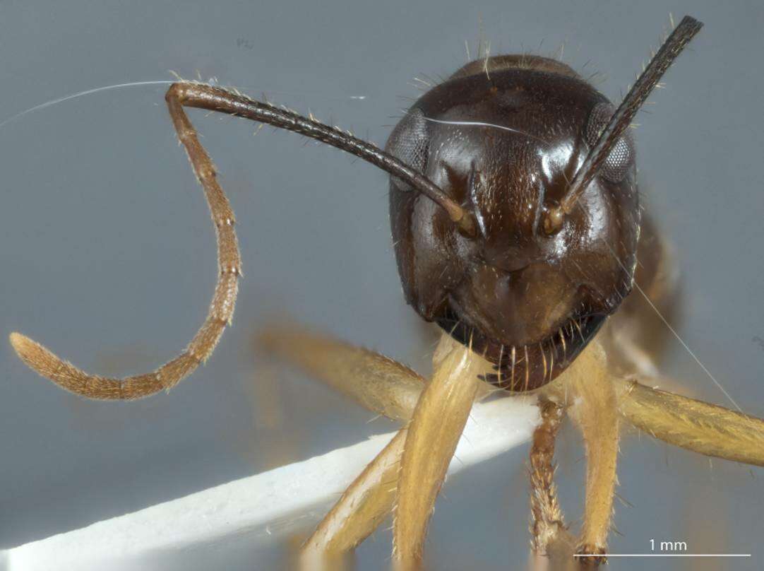 Plancia ëd Camponotus terebrans (Lowne 1865)