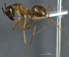 Image of Camponotus terebrans (Lowne 1865)