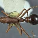 صورة Myrmecia picticeps Clark 1951