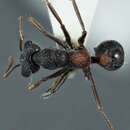 Image of Myrmecia urens Lowne 1865