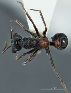 Image of Myrmecia urens Lowne 1865