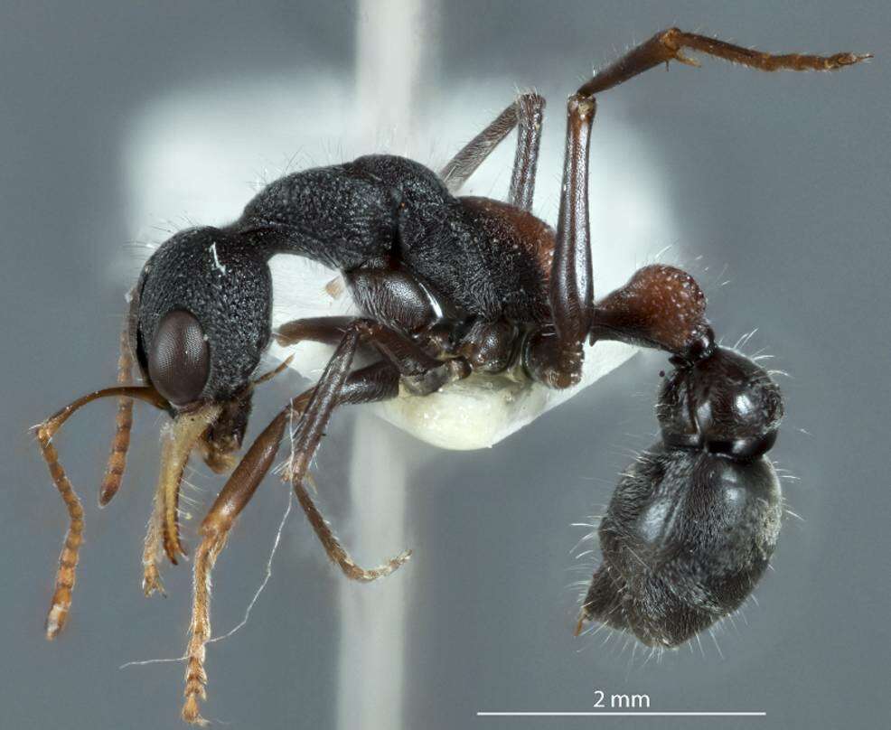 Image de Myrmecia urens Lowne 1865