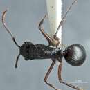 Image of Polyrhachis pseudothrinax Hung 1967