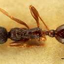 Image of Aphaenogaster italica Bondroit 1918