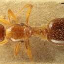 Image of Aphaenogaster sicula Emery 1908