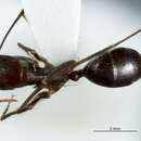 Image of Camponotus extensus Mayr 1876