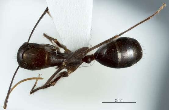 Image of Camponotus extensus Mayr 1876