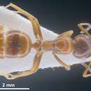 Image of <i>Camponotus anatolicus</i>