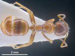 Image of Formicinae