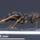 Image de Camponotus heidrunvogtae