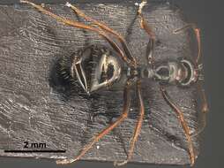 Image of Camponotus piceus (Leach 1825)