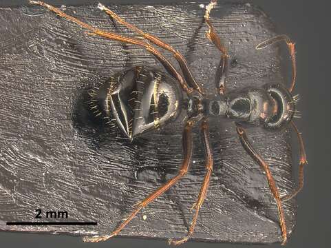 Imagem de Camponotus piceus (Leach 1825)